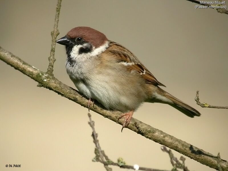 Moineau friquet