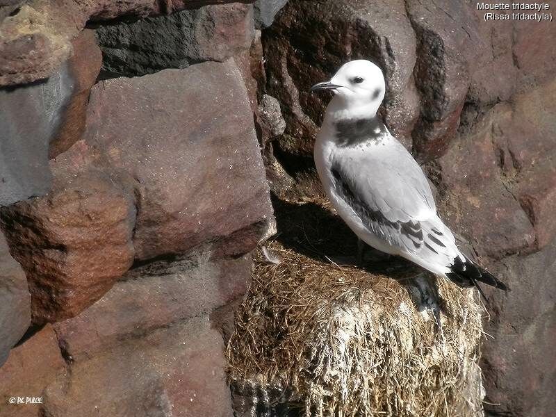 Mouette tridactyle