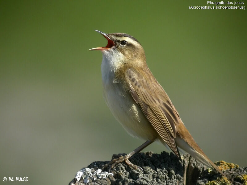 Sedge Warbler