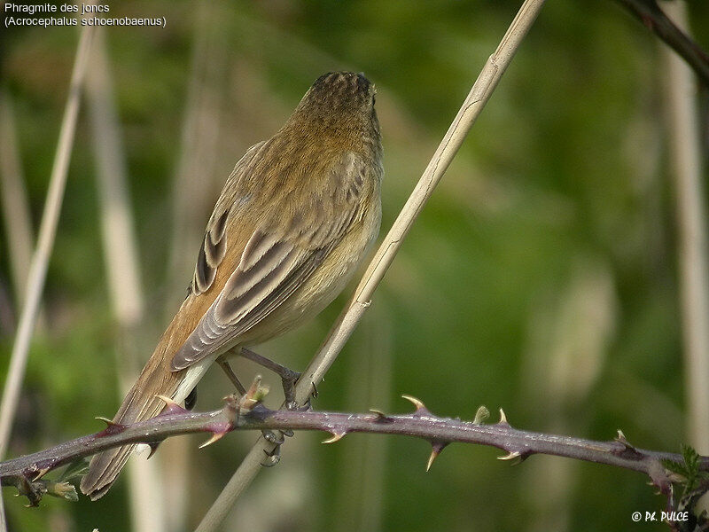 Sedge Warbler