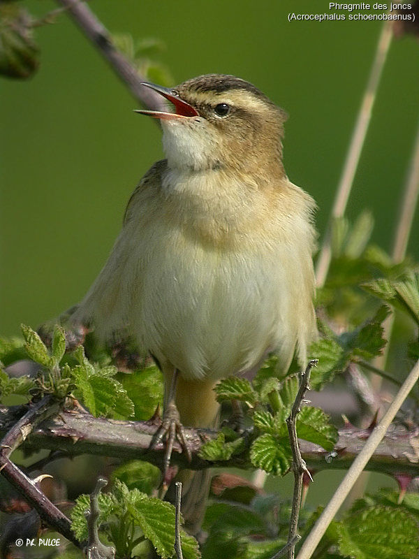 Sedge Warbler