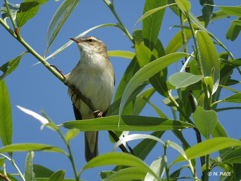 Sedge Warbler