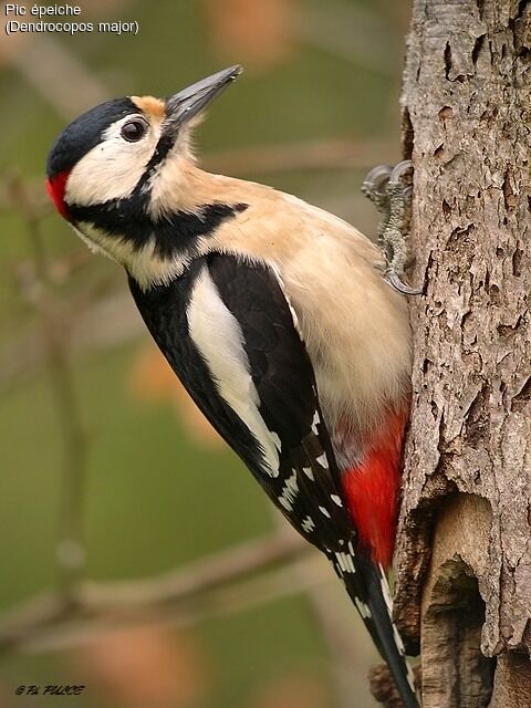 Great Spotted Woodpecker