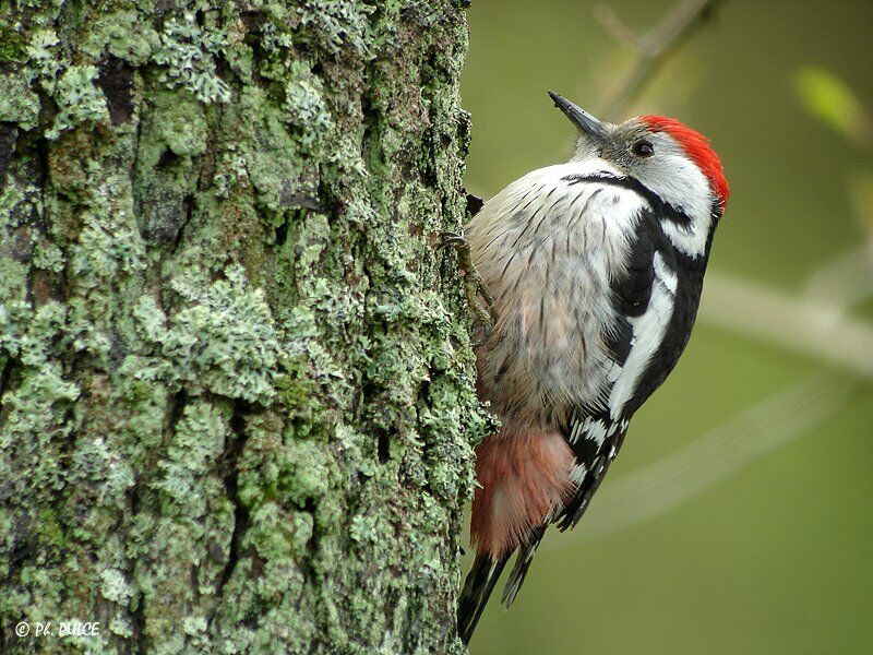 Middle Spotted Woodpecker