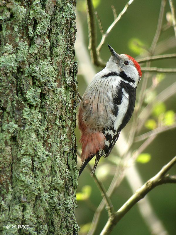 Middle Spotted Woodpecker