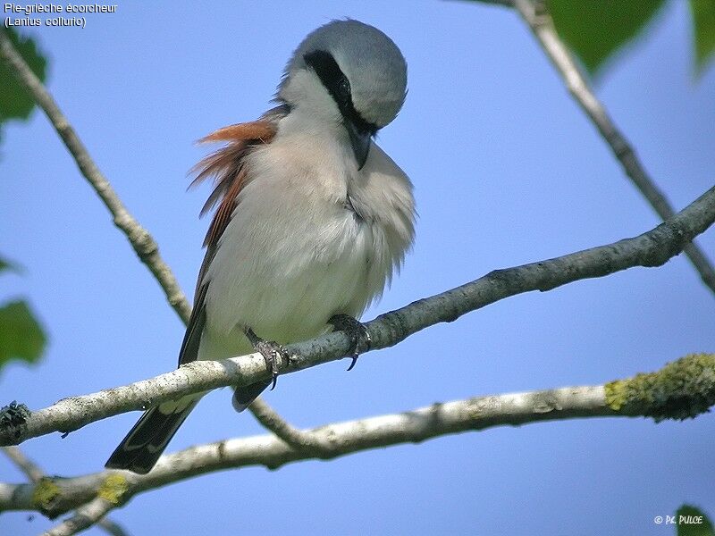 Red-backed Shrike