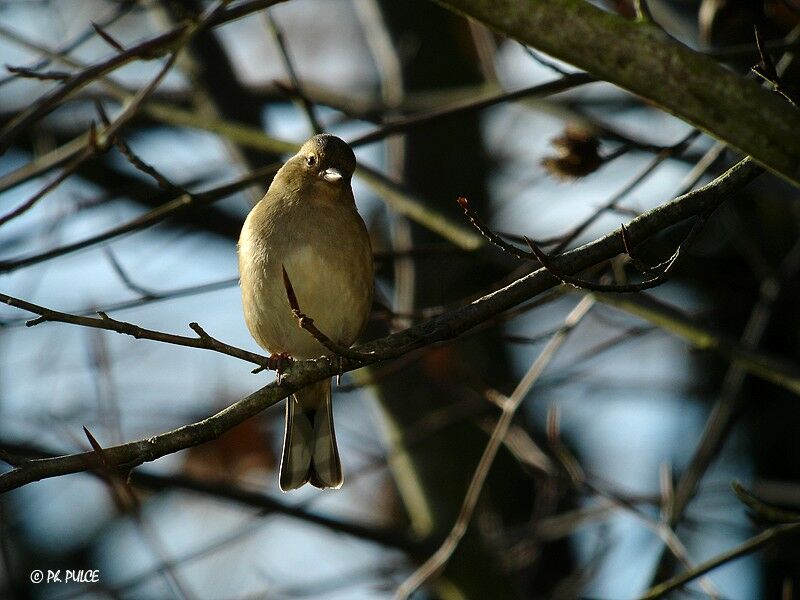 Pinson des arbres