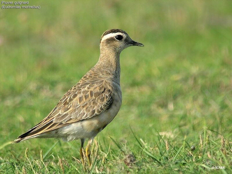 Eurasian Dotterel