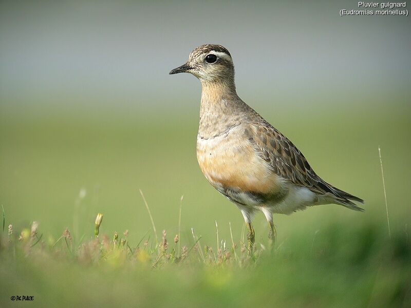 Eurasian Dotterel