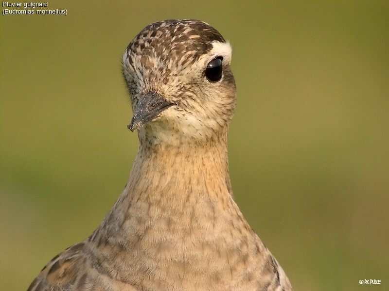 Eurasian Dotterel