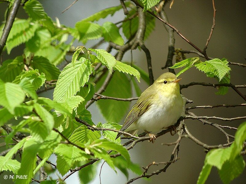 Wood Warbler