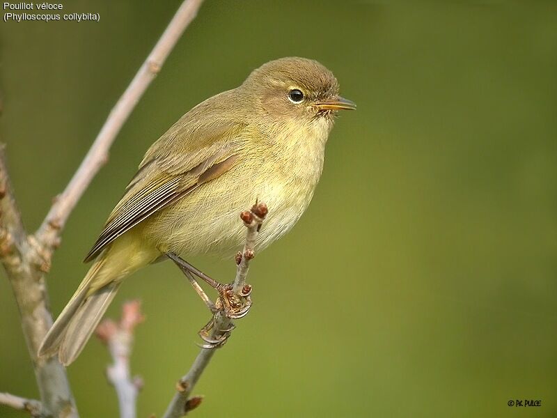 Common Chiffchaff