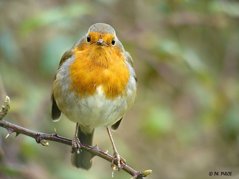 European Robin