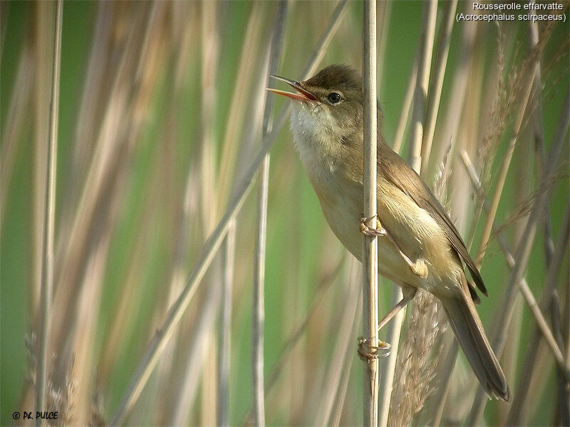 Common Reed Warbler