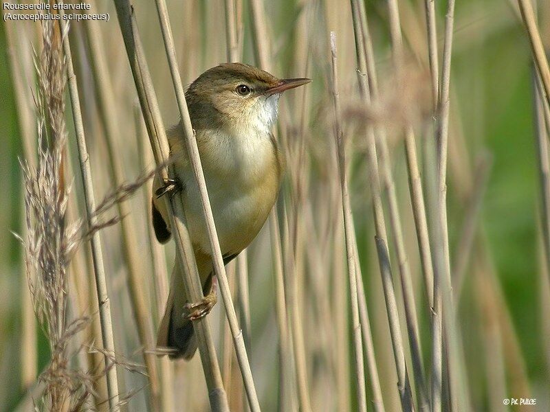 Common Reed Warbler