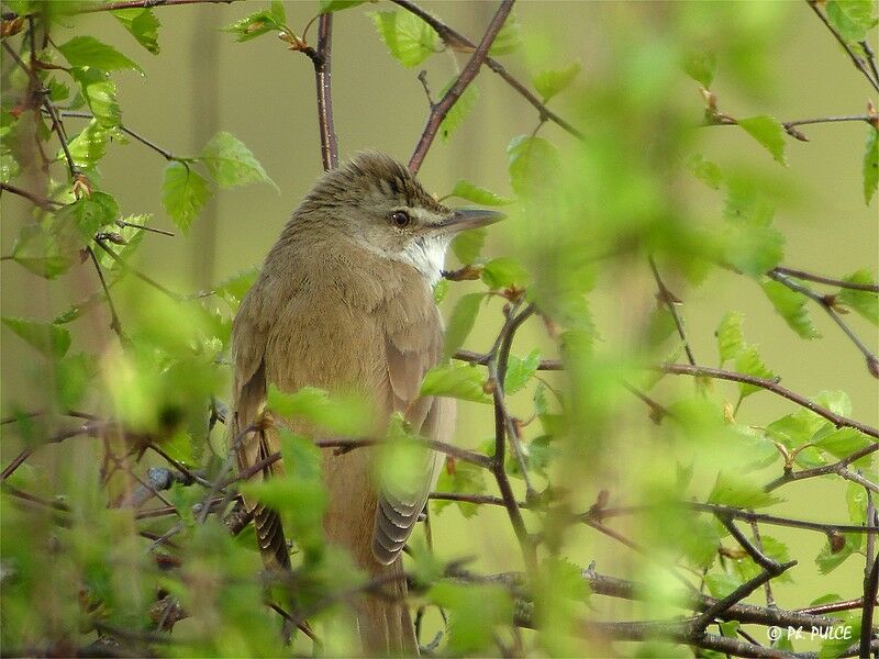 Great Reed Warbler