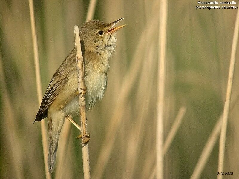 Marsh Warbler