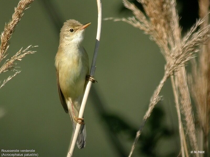 Marsh Warbler