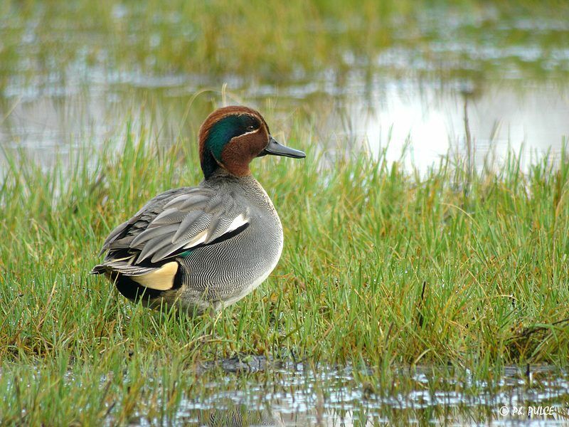 Eurasian Teal