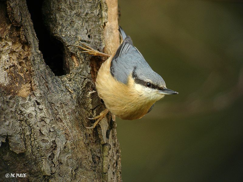 Eurasian Nuthatch