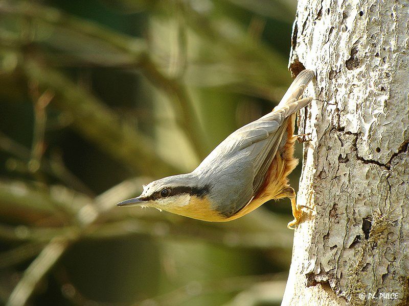 Eurasian Nuthatch