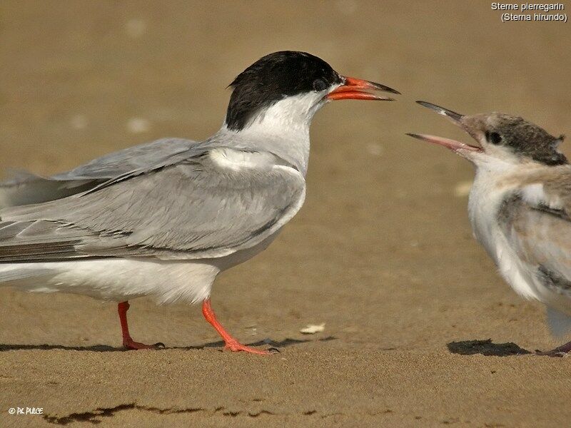 Common Tern