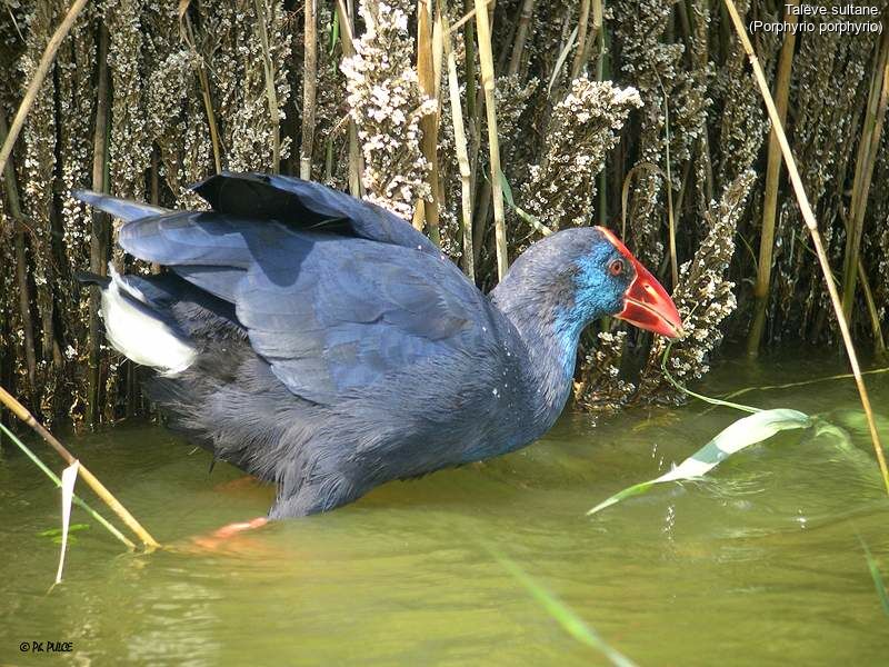 Western Swamphen