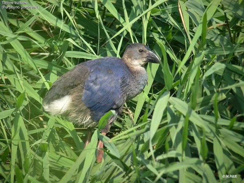 Western Swamphen