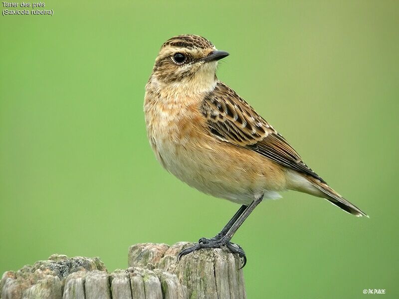 Whinchat