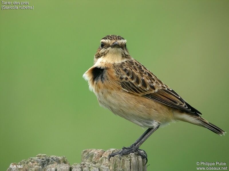 Whinchat