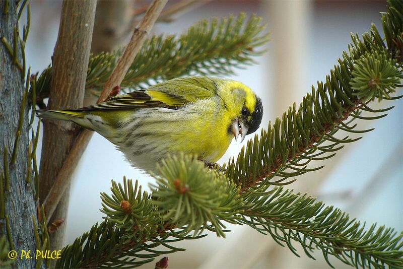 Eurasian Siskin