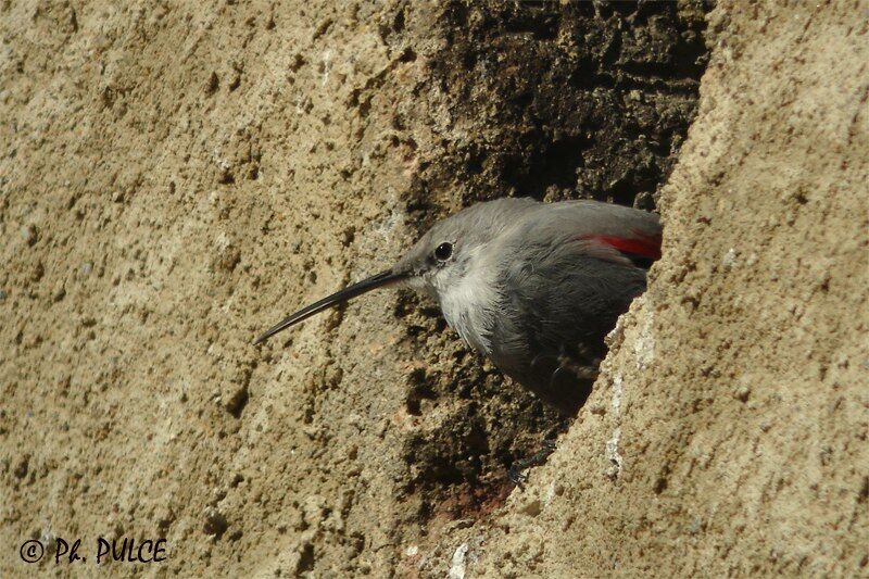 Wallcreeper