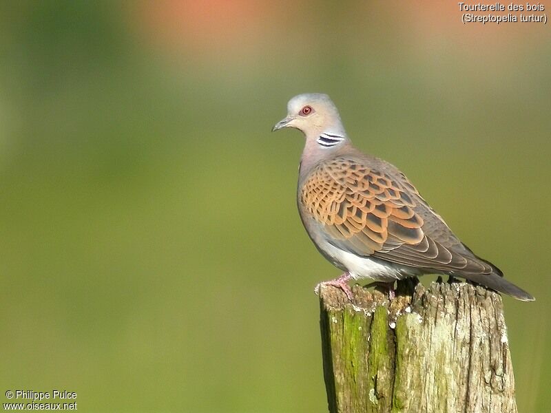 European Turtle Dove