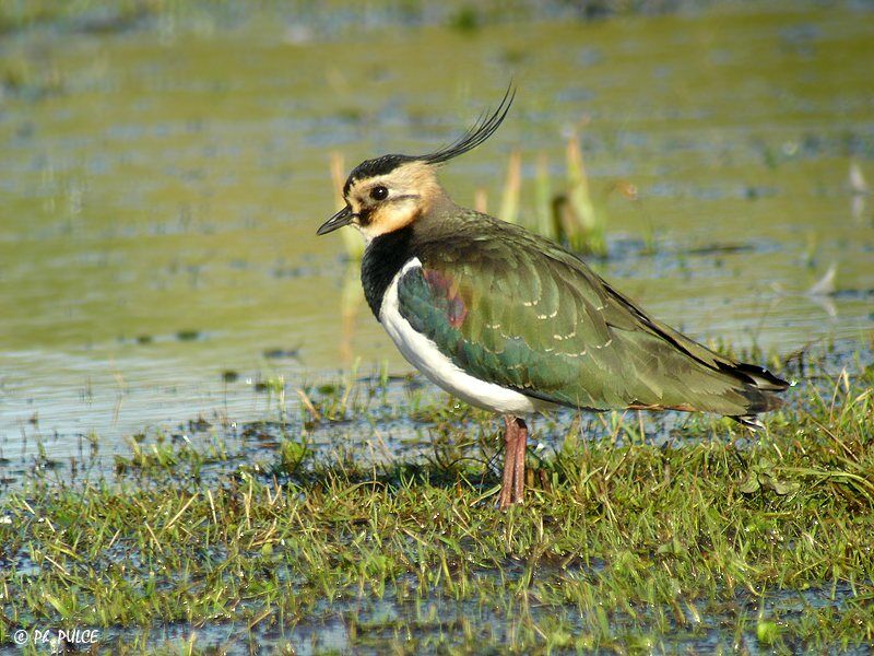 Northern Lapwing