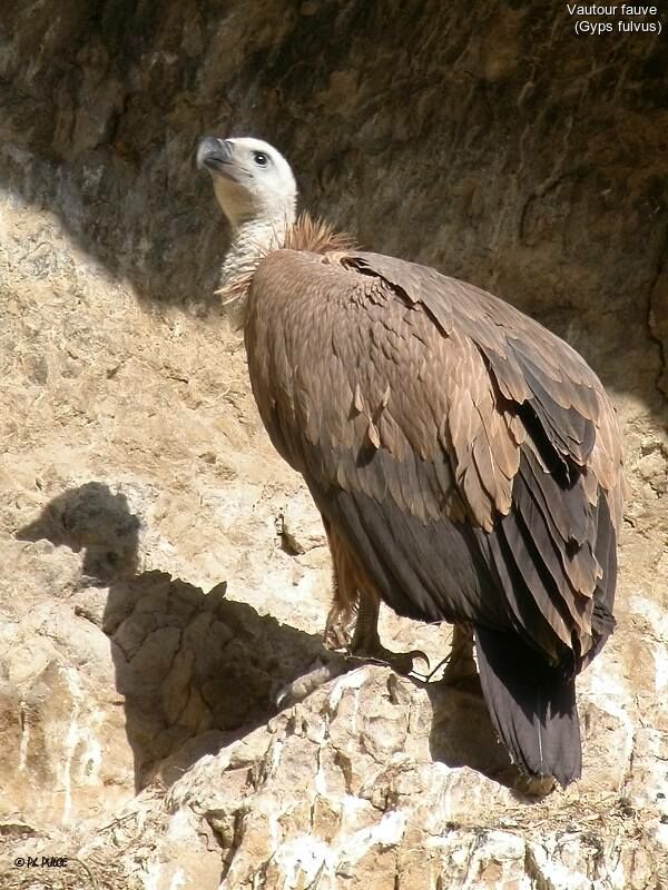 Griffon Vulture