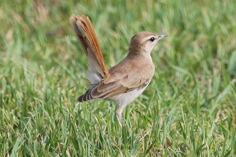 Rufous-tailed Scrub Robin