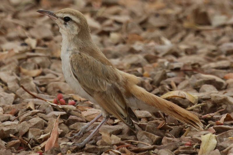 Rufous-tailed Scrub Robin