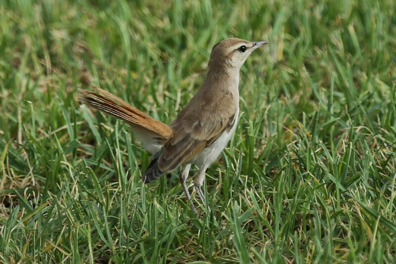 Rufous-tailed Scrub Robin