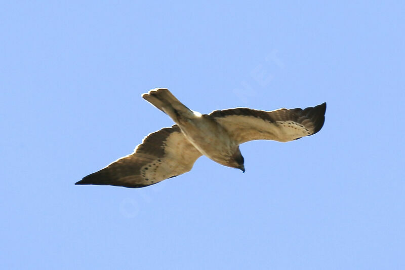 Booted Eagle