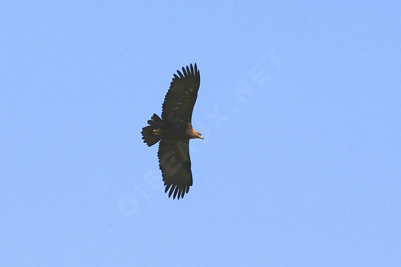 Steppe Eagle