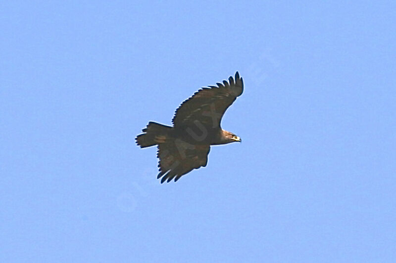 Steppe Eagle