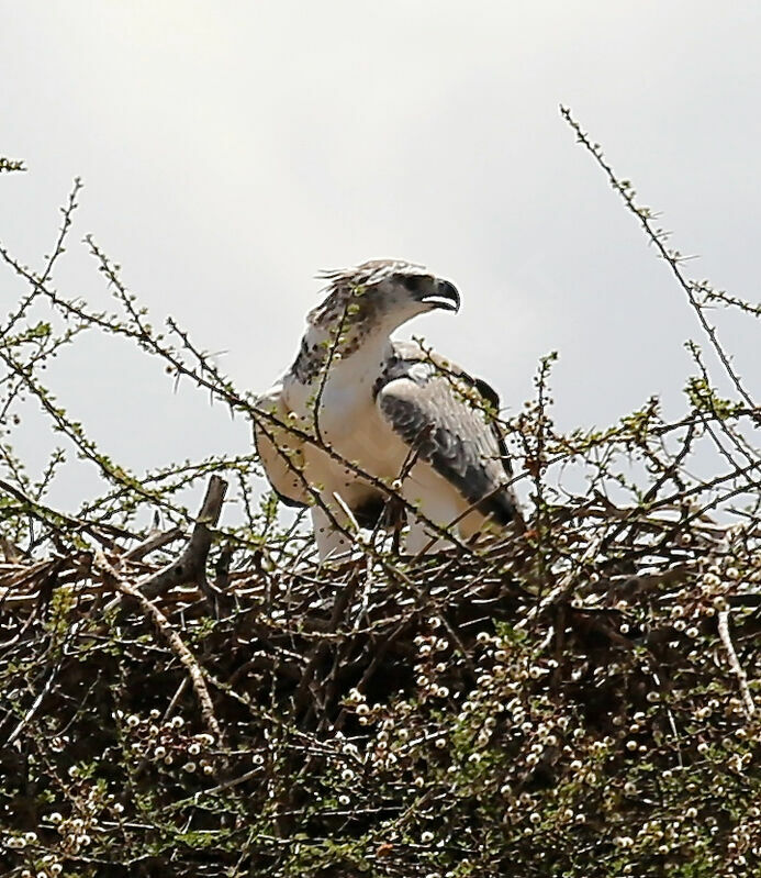 Aigle martial