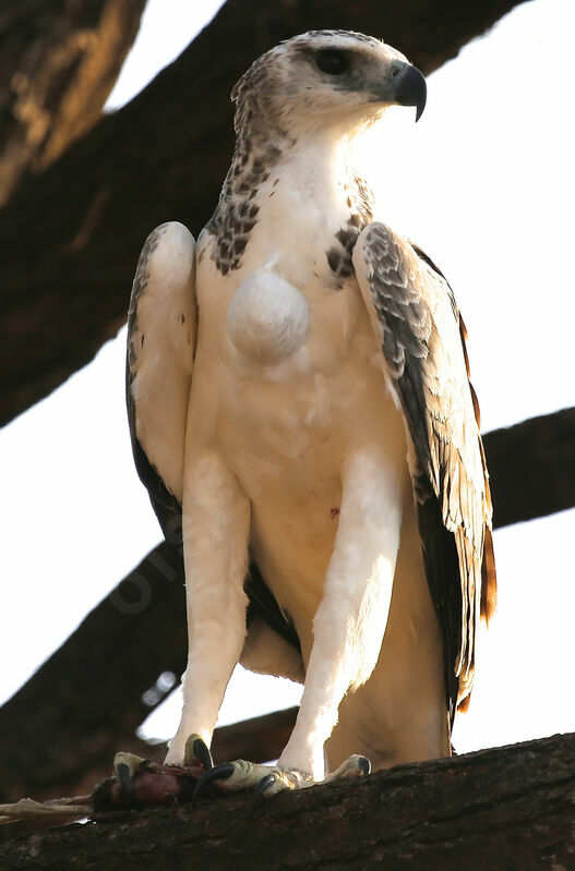 Martial Eagle