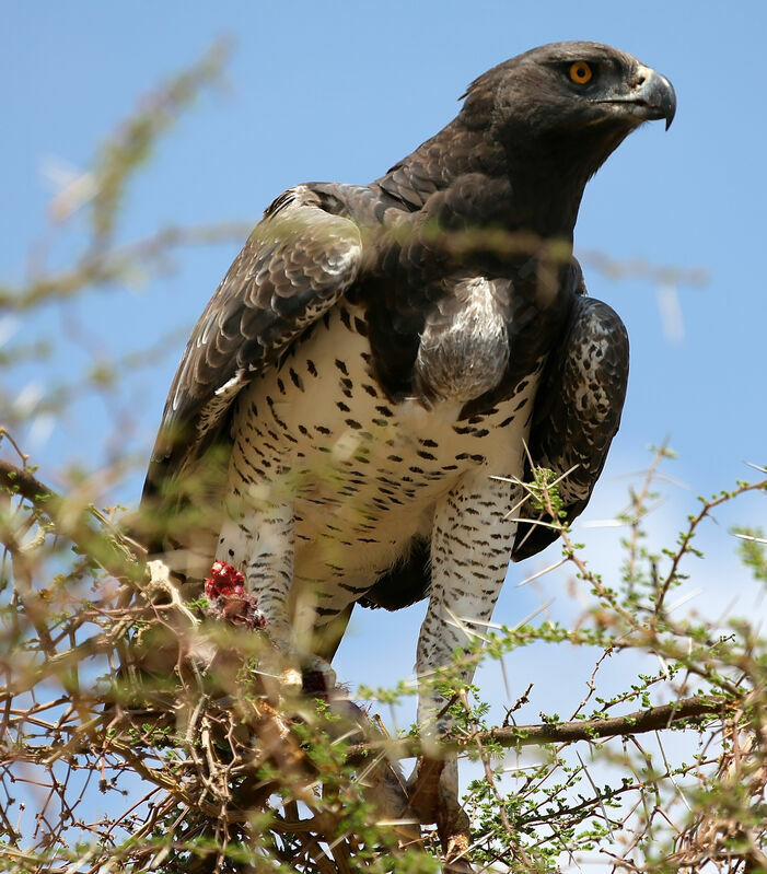 Aigle martial