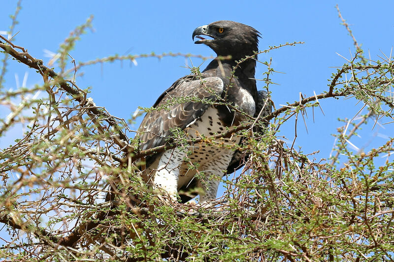 Aigle martial