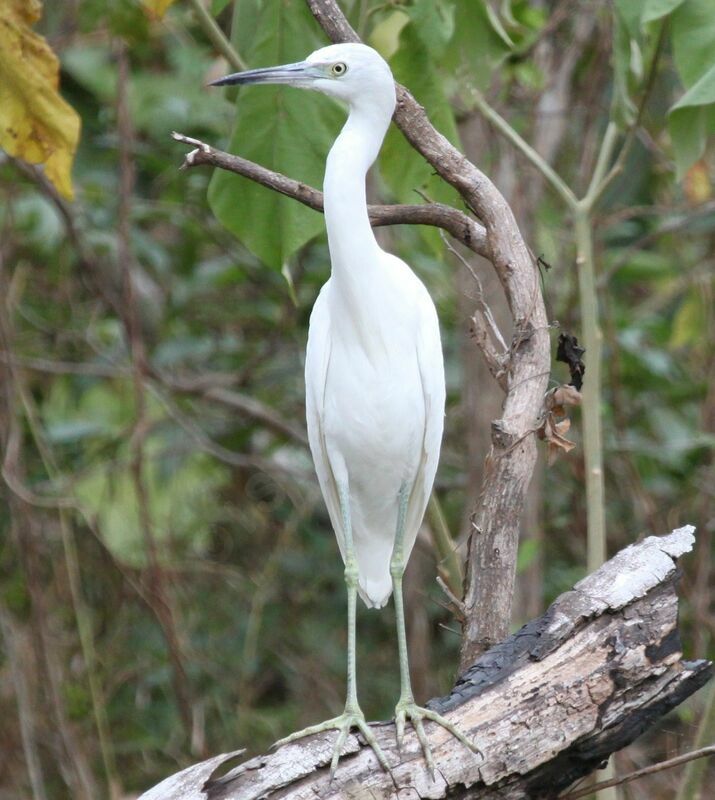 Aigrette bleueadulte