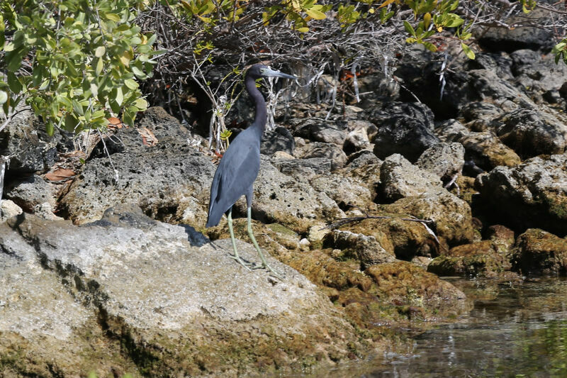 Aigrette bleue