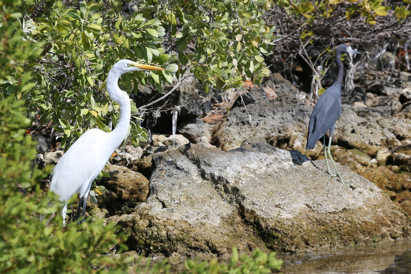 Little Blue Heron