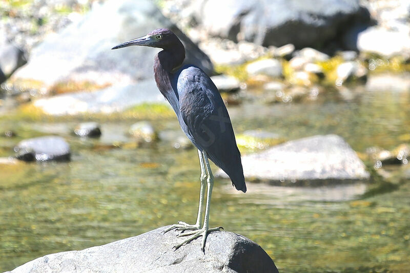 Little Blue Heron