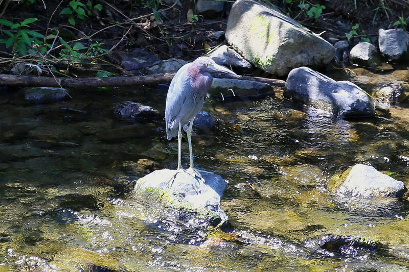 Little Blue Heron